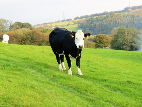 River-Brockey-nature-cows-10