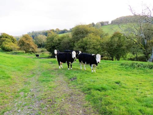 River-Brockey-nature-cows-6