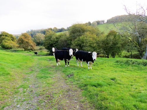 River-Brockey-nature-cows-6