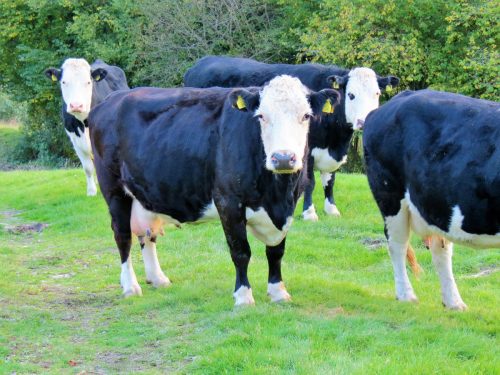 River-Brockey-nature-cows-7