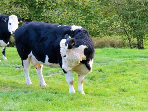 River-Brockey-nature-cows-8
