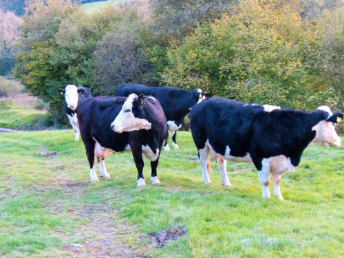 River-Brockey-nature-cows-9