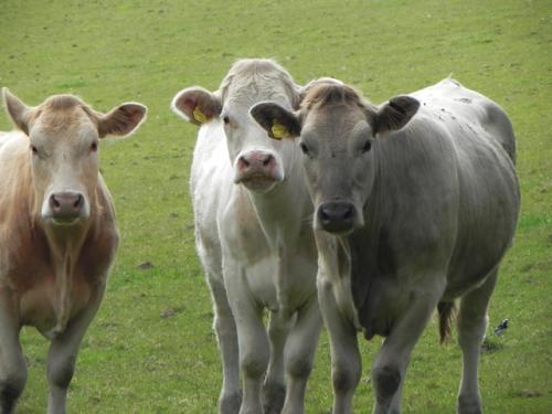 River-Washford-Nature-Cows-1
