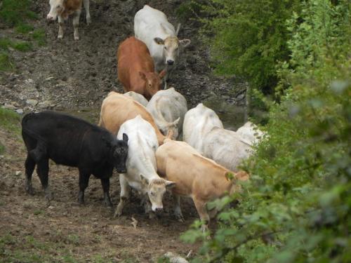 River-Washford-Nature-Cows-10