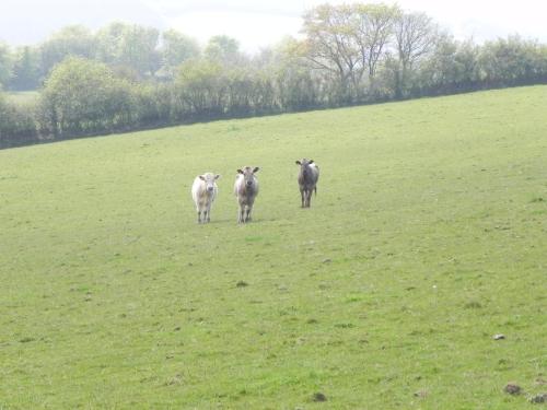 River-Washford-Nature-Cows-11