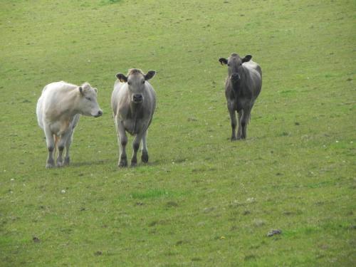 River-Washford-Nature-Cows-12