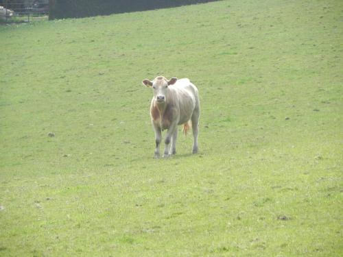 River-Washford-Nature-Cows-13