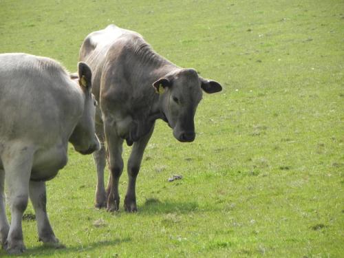 River-Washford-Nature-Cows-14
