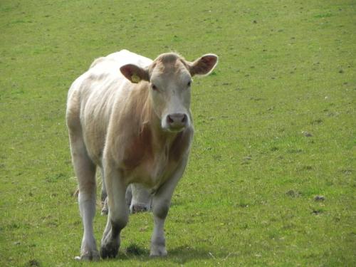 River-Washford-Nature-Cows-15