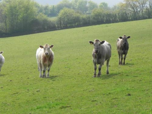 River-Washford-Nature-Cows-16