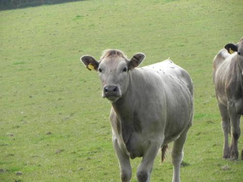 River-Washford-Nature-Cows-17
