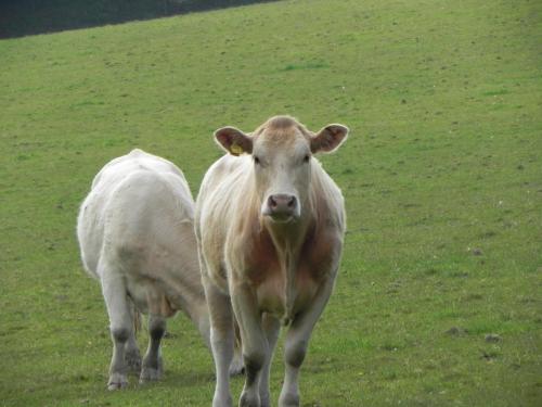 River-Washford-Nature-Cows-18