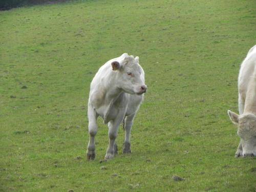 River-Washford-Nature-Cows-19