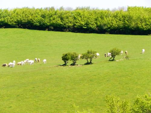 River-Washford-Nature-Cows-2