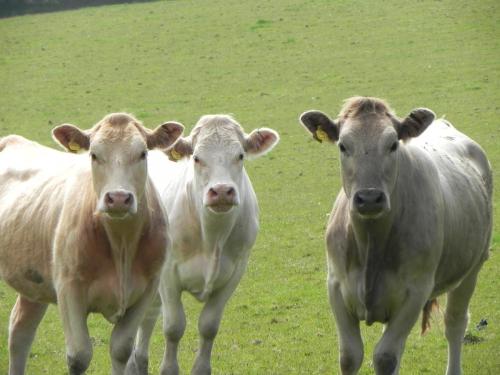River-Washford-Nature-Cows-20