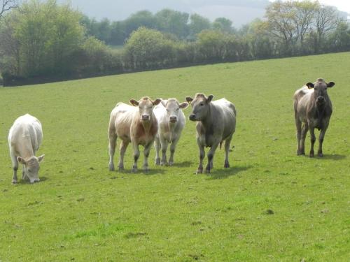 River-Washford-Nature-Cows-21