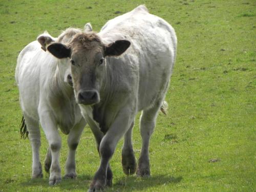 River-Washford-Nature-Cows-24