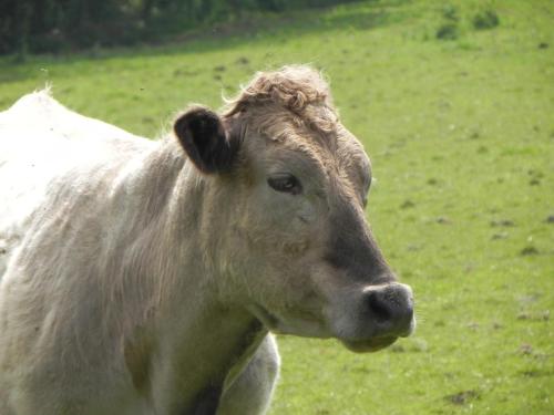River-Washford-Nature-Cows-25
