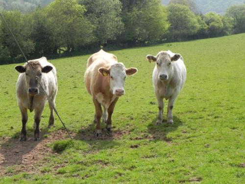 River-Washford-Nature-Cows-29