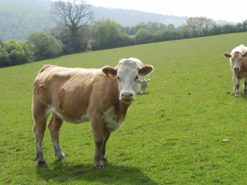 River-Washford-Nature-Cows-30
