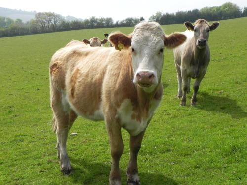 River-Washford-Nature-Cows-31