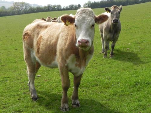 River-Washford-Nature-Cows-32