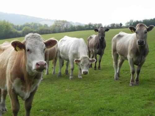 River-Washford-Nature-Cows-33