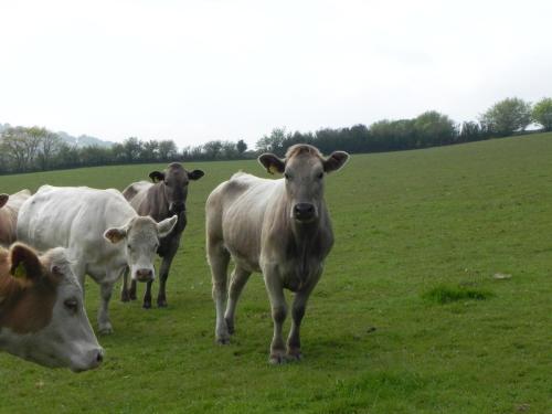 River-Washford-Nature-Cows-34