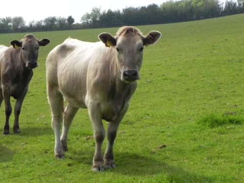 River-Washford-Nature-Cows-35