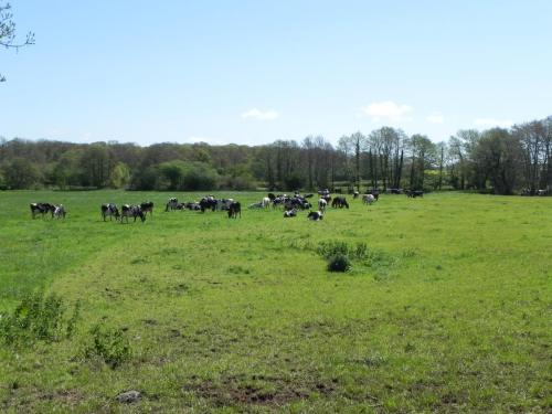 River-Washford-Nature-Cows-37