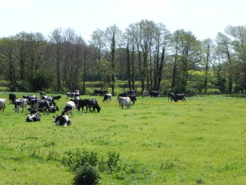 River-Washford-Nature-Cows-38
