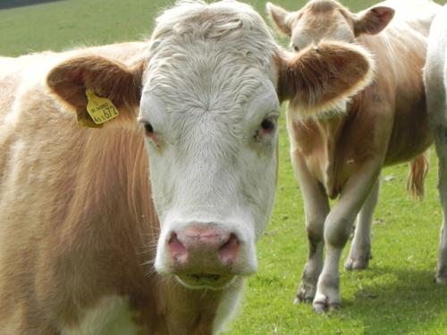 River-Washford-Nature-Cows-4