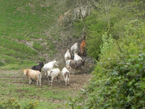 River-Washford-Nature-Cows-7