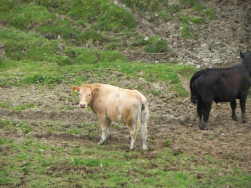 River-Washford-Nature-Cows-8