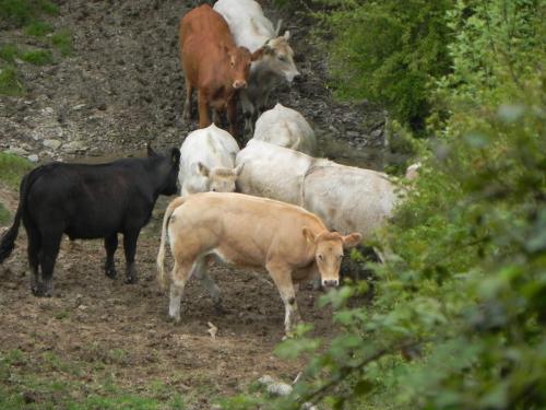 River-Washford-Nature-Cows-9