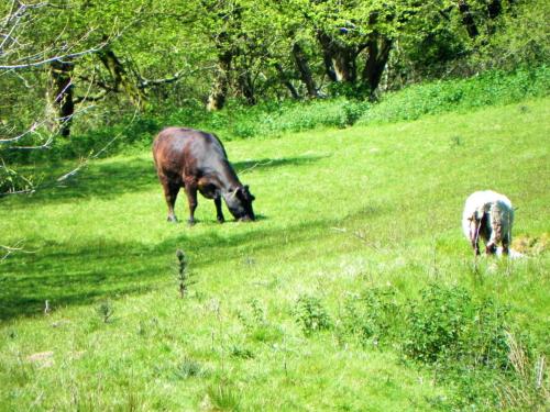 River-Washford-Nature-Cows