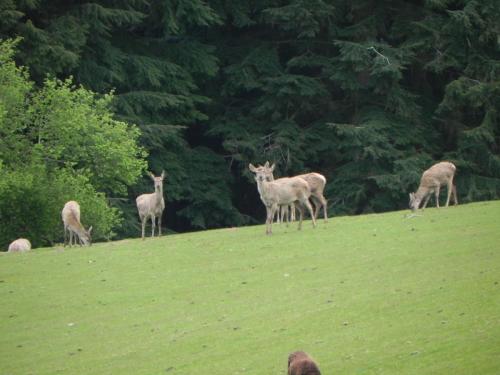 River-Washford-Nature-Deer-2