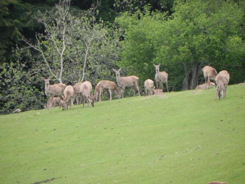River-Washford-Nature-Deer-3