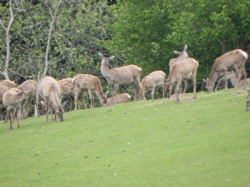 River-Washford-Nature-Deer-4