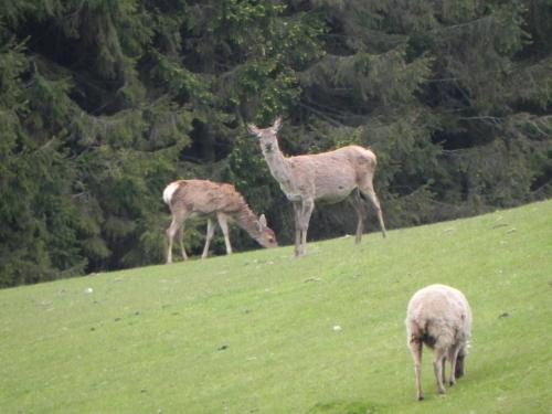 River-Washford-Nature-Deer-5