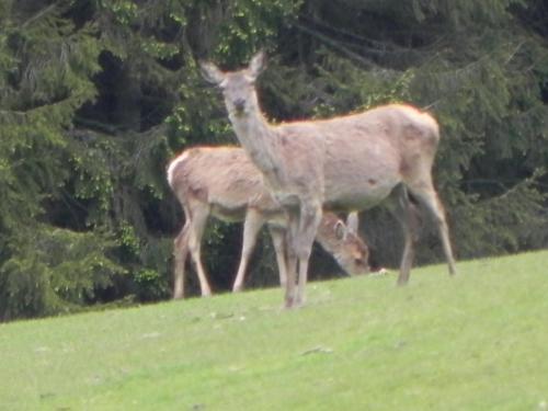 River-Washford-Nature-Deer-6