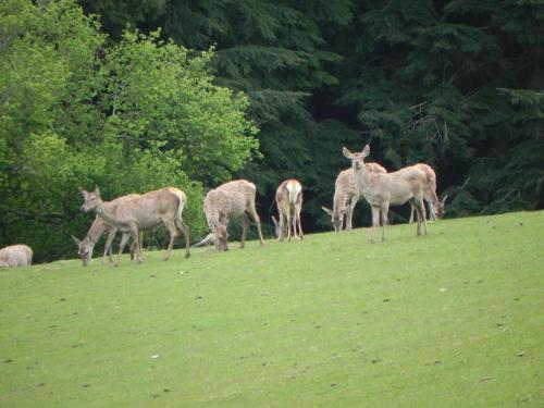 River-Washford-Nature-Deer