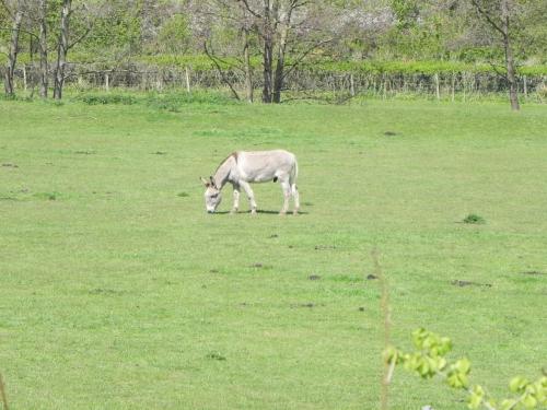 River-Washford-Nature-Donkey
