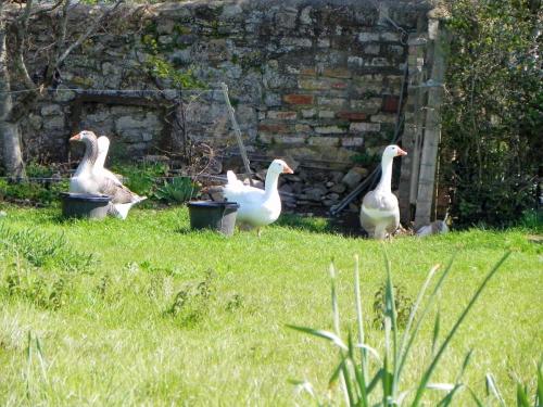 River-Washford-Nature-Geese-6