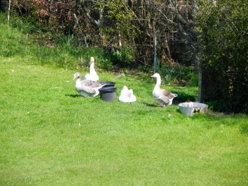 River-Washford-Nature-Geese-7