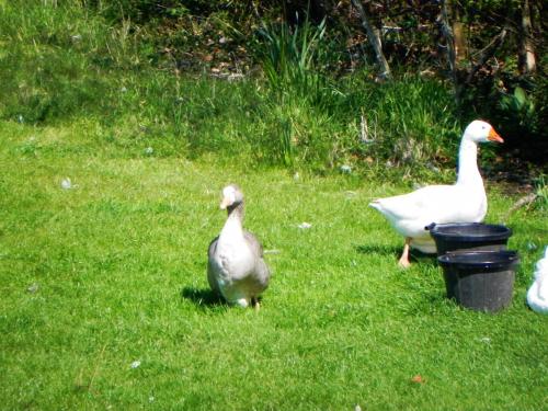 River-Washford-Nature-Geese-8