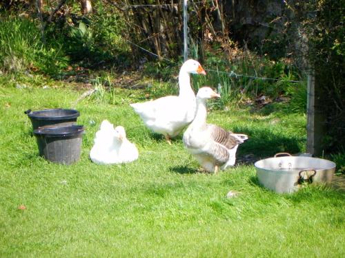 River-Washford-Nature-Geese-9