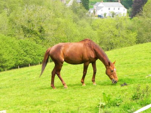 River-Washford-Nature-Horse-1