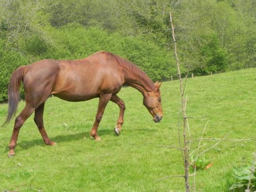 River-Washford-Nature-Horse-2