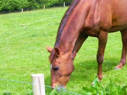 River-Washford-Nature-Horse-3